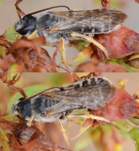 Halictus quadricinctus